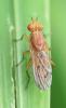 Tetanocera ferruginea